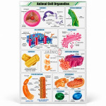 Animal Cell Organelles Chart